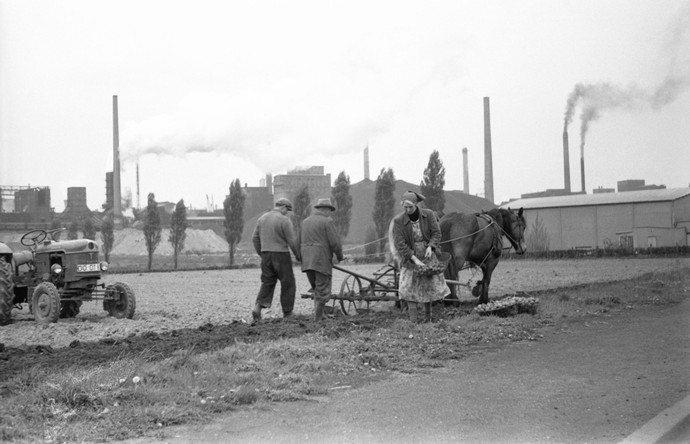 Schwarzweißfotografie einer Kartoffelernte mit Kartoffelroder und Traktor, während im Hintergrund die Schornsteine einer Fabrik rauchen.